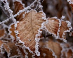 МЧС: в ближайшие сутки в Ленобласти усиление ветра, метель, налипание снега и гололедица