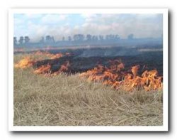 В Ленобласти могут запретить сжигание сухой прошлогодней травы
