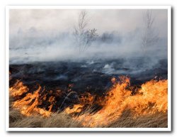 Внимание жители Тосненского района! Внесение изменений в Правила противопожарного режима РФ